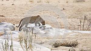 Leopard in Kruger National park, South Africa