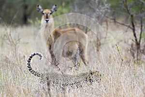 Leopard in Kruger National park, South Africa