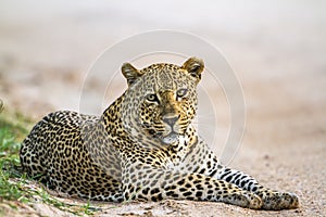 Leopard in Kruger img