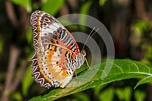 Leopard Lace Butterfly (Cethosia cyane)