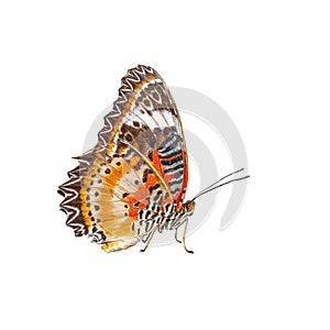 Leopard Lace Butterfly (Cethosia cyane) Isolated on White background