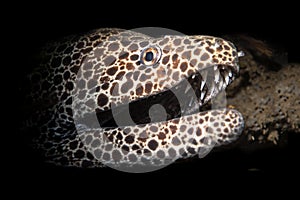 Leopard and laced moray eel