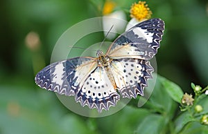 Leopard Lacewing