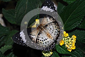 Leopard lacewing