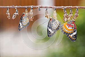 Leopard lacewing butterflies