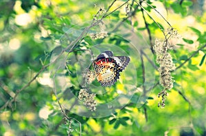 Leopard lacewing butterfly