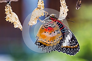 Leopard lacewing butterfly