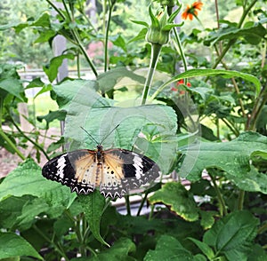 Leopard lacewing butterfly