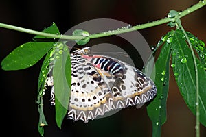 Leopard Lacewing Butterfly