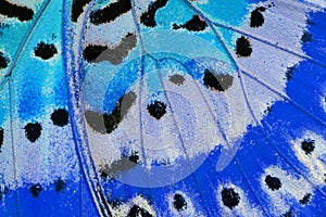 Leopard Lacewing Butterfly (Cethosia cyane)