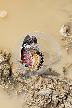 Leopard Lacewing butterfly, Cethosia cyane cyane, Satakha