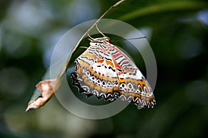 Leopard lacewing butterfly close up