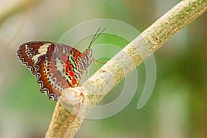 Leopard lacewing butterfly macro closeup.