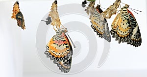 Leopard Lacewing Butterfly on white background, Cethosia cyane euanthes, butterfly come from the chrysalis, the wings are drying