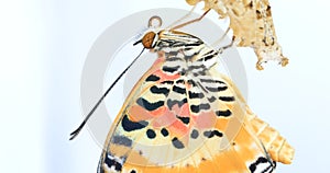 Leopard Lacewing Butterfly on white background, Cethosia cyane euanthes, butterfly come from the chrysalis, the wings are drying
