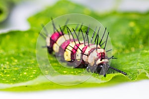 Leopard lacewing caterpillar