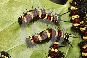Leopard lacewing caterpillar