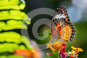 Leopard Lacewing - Cethosia cyane