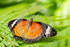 Leopard Lacewing - Cethosia cyane