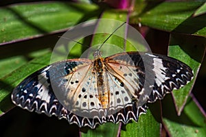 Leopard Lacewing - Cethosia cyane