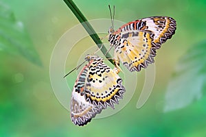 Leopard Lacewing (Cethosia cyane)