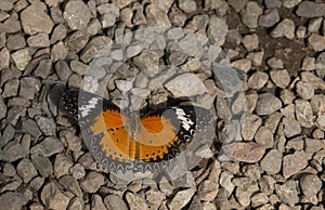 Leopard lacewing cethosia cyane butterfly