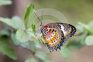 Leopard lacewing cethosia cyane butterfly