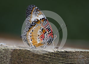 Leopard lacewing cethosia cyane butterfly