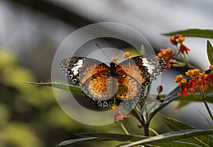Leopard lacewing cethosia cyane butterfly