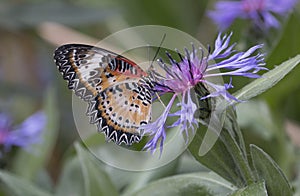 Leopard lacewing cethosia cyane butterfly