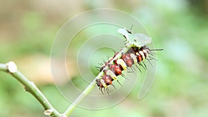 Leopard Lacewing Cethosia cyane caterpillars