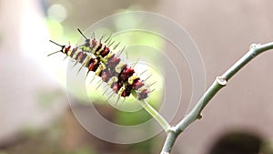 Leopard Lacewing Cethosia cyane caterpillars