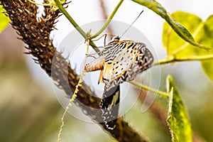 Leopard lacewing Cethosia cyane euanthes butterfly