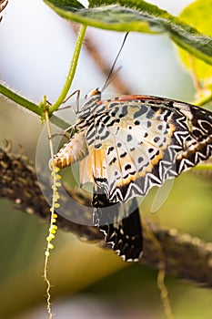 Leopard lacewing Cethosia cyane euanthes butterfly