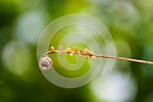 Leopard lacewing Cethosia cyane euanthes butterfly`s eggs