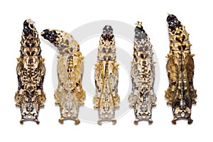 Leopard Lacewing Cethosia cyane pupae