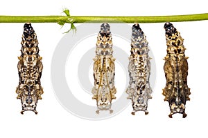 Leopard Lacewing Cethosia cyane pupae