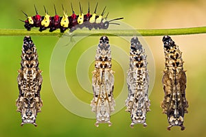 Leopard Lacewing Cethosia cyane pupae and caterpillar