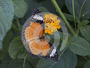 Leopard lacewing tropical butterfly