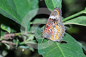 The Leopard Lacewingss Butterfly