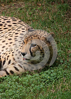 A leopard lay on the lawn