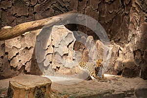 the leopard is laying down in the cage
