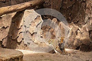 the leopard is laying down in the cage