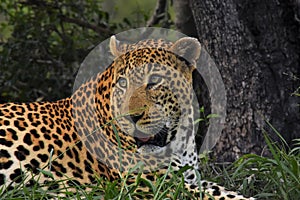 Leopard laying down by a tree
