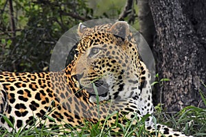 Leopard laying down by a tree