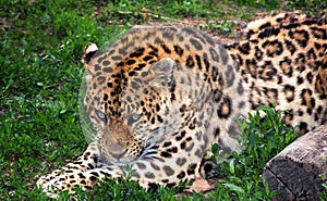 Leopard laying in the grass in Dalian Forest Zoo