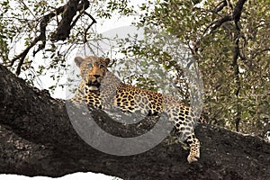 Leopard laying in the tree