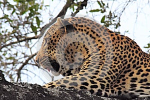 Leopard laying in the tree