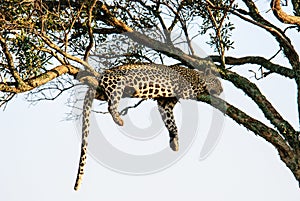 Leopard lazing in a tree