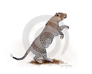 Leopard Leaping From Dirt